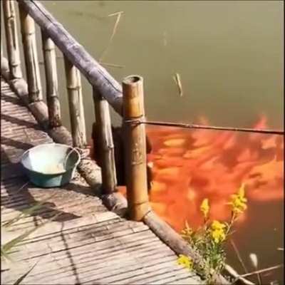 Я так же пьяный в деревне у бабки курей кормлю. И ем их потом.