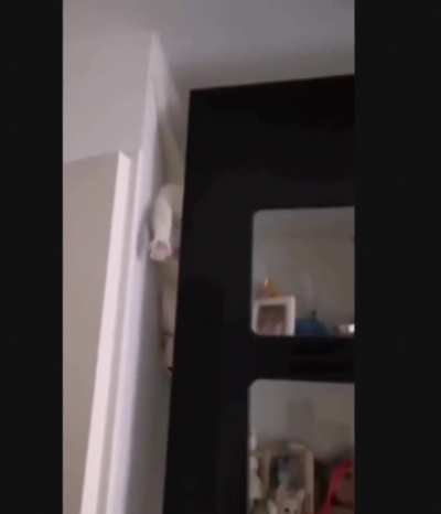 Slugcat in real life.
