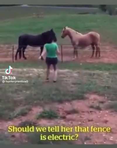 They got HORSES GUYS!!!