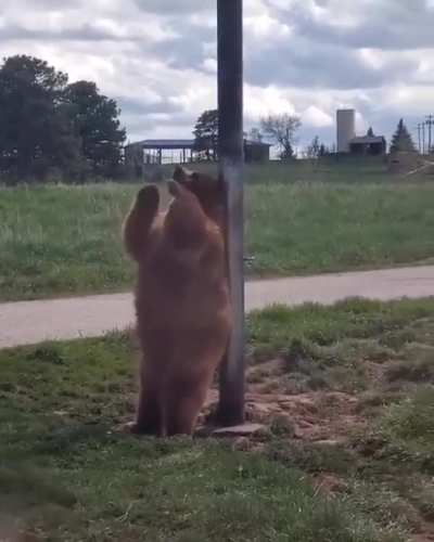 Bear Scratching It&rsquo;s Back With a Pole