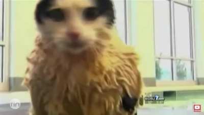 Tv presenter can&rsquo;t keep a straight face while talking about a chonker trying to dechonk