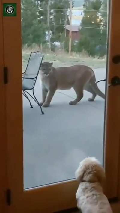 Lion in house