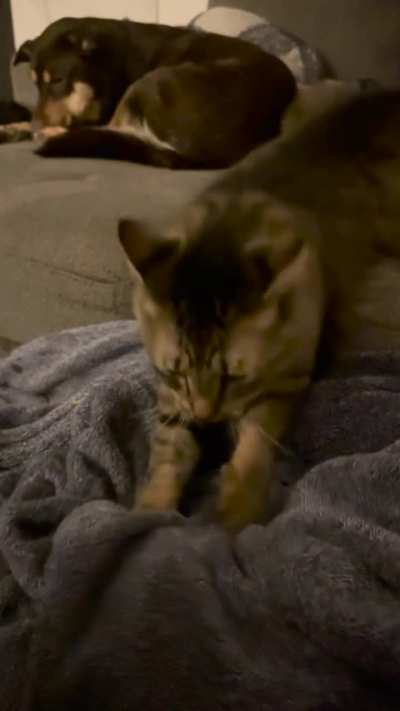 Momo using leverage for biscuits