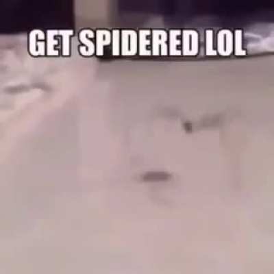 GET SPIDERED LOL