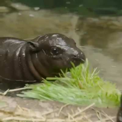 Lil baby pygmy hippo calf monching on some grass