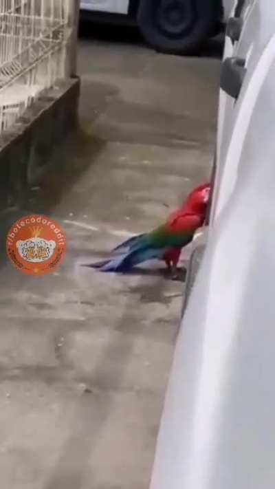 🐦