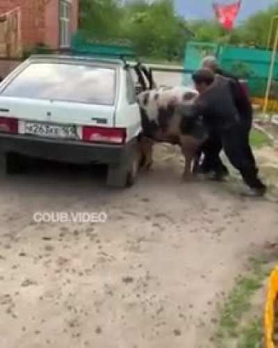 Russian pig transport