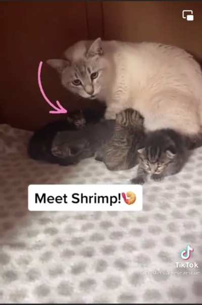 Not OP but felt like you guys needed to see little &lsquo;Shrimp&rsquo; 🥺