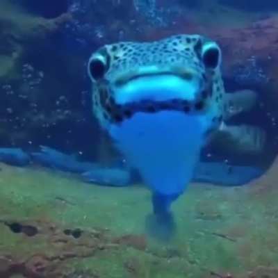 An unexpected new friend while filming sleepy sharks