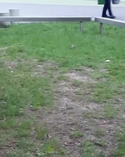 Hey! Look.. I found a rat!