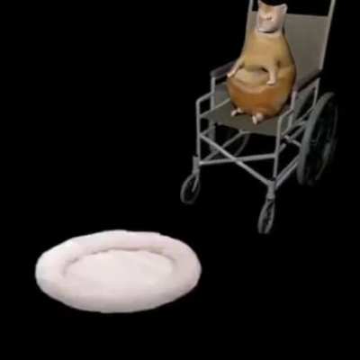 el video del gato en silla de ruedas que se cae