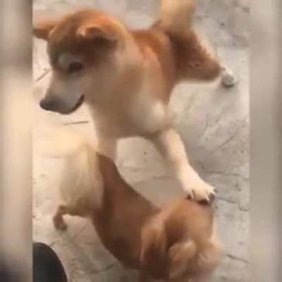 "Voc&ecirc; &eacute; fraco, lhe falta &oacute;dio"