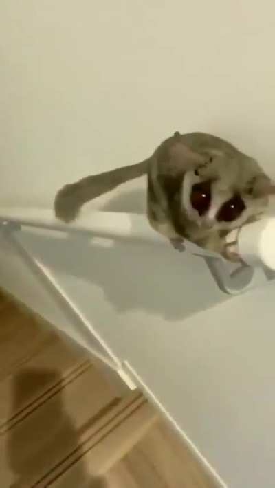 Springy Galago! (Bush Baby)