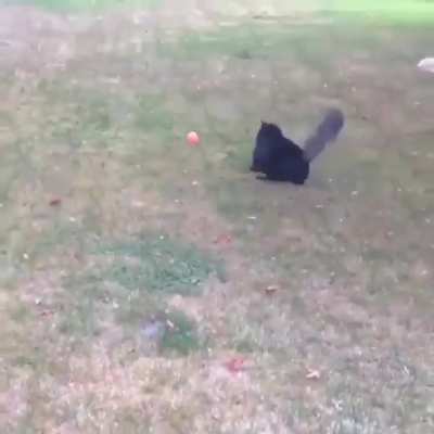 Too excited to cat
