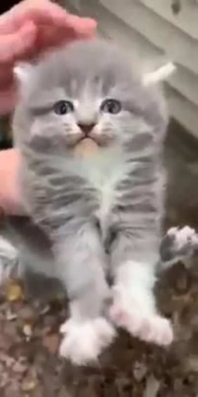 He is not happy (might be loud)