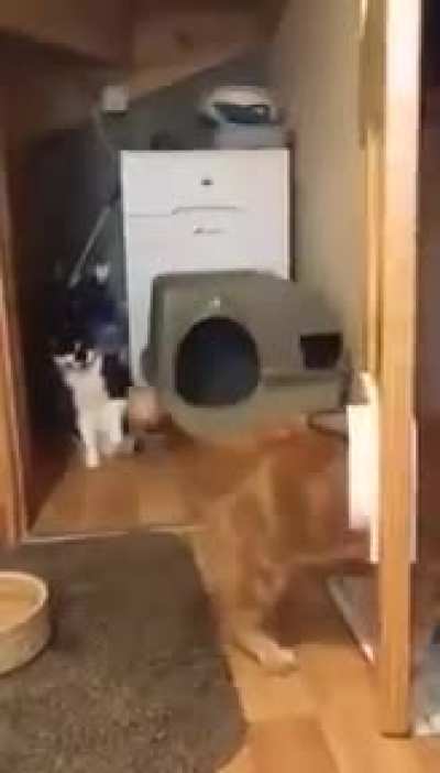 When the champ gets old: No! I'm NOT fat! It's just the door too small!