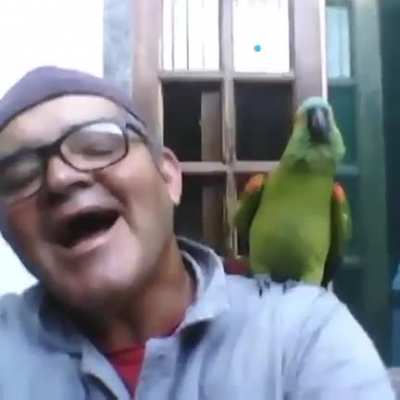 I think the parrot is angry