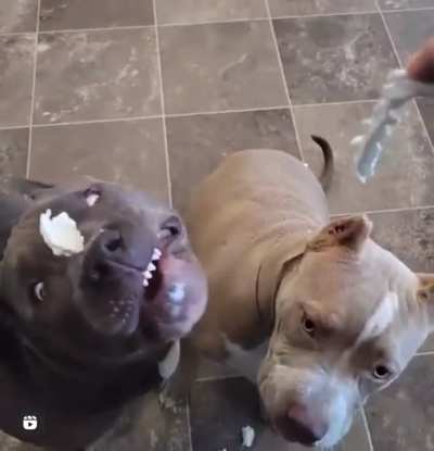 WTF DA DOG DOIN😳