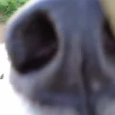 Sniff_irl