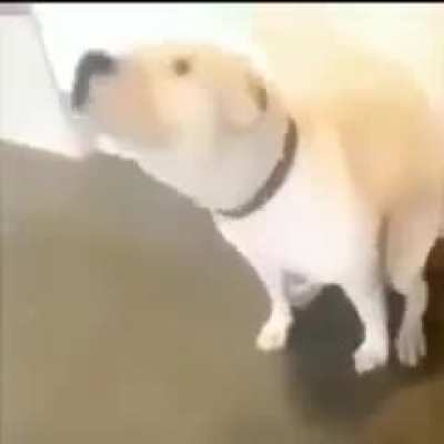 vibe dog (audio on for more vibe) :&amp;gt;