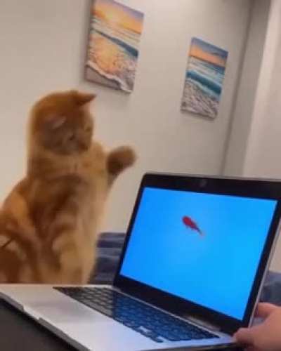 fera indom&aacute;vel agride peixes inocentes
