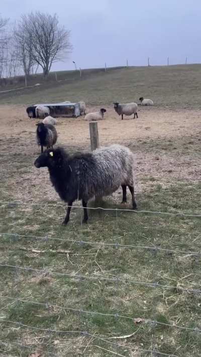 That&rsquo;s the spot right there🐑