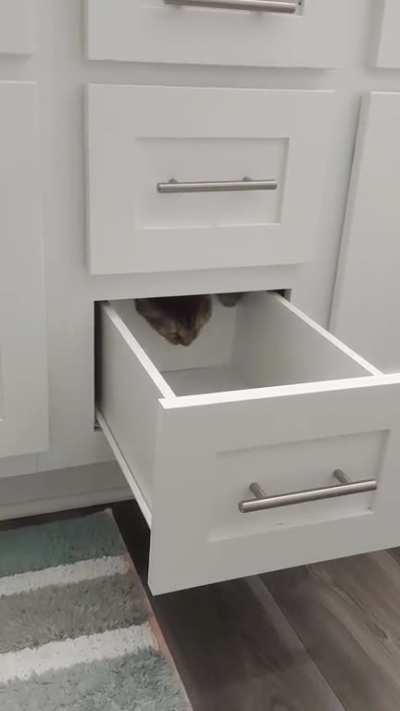 We just moved into a new apartment. Skillet has been squeezing into every crevice she can.