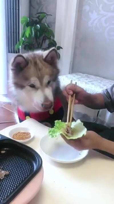 No! First dip in sauce, wrap in salad, then give it to me!