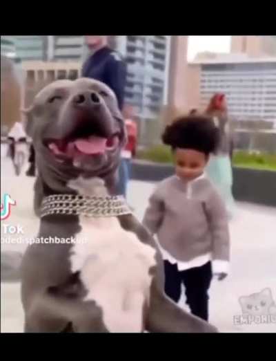BeelcitosMemes - Video #0282