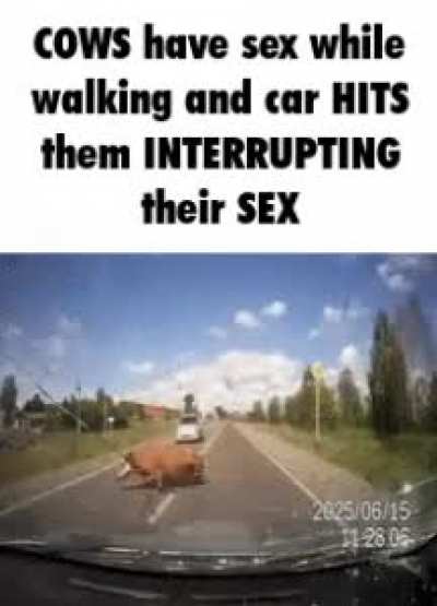 vaca