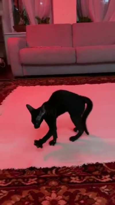 Котик