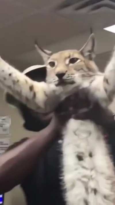 OMG that big cat