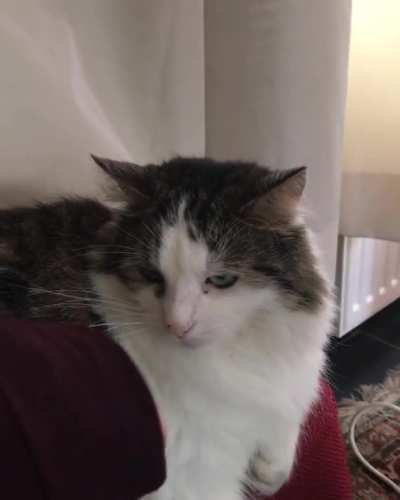My cat loves me
