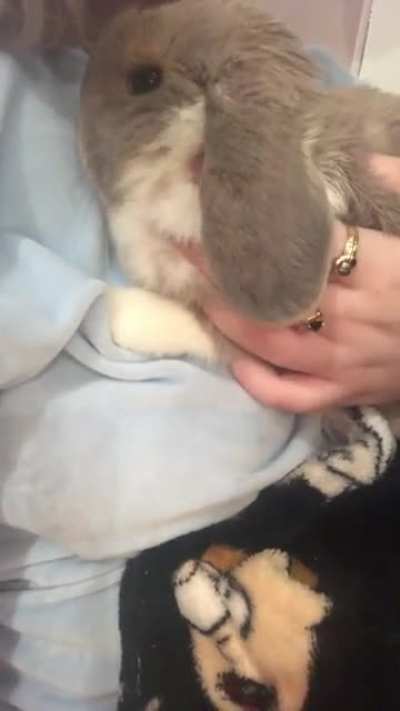 so bun is breathing heavily, idk if this is normal. she has done it occasionally, but more so the past few days. it isn&rsquo;t constant, but regular. i hear it most when she snuggles to me or sometimes when she is laying down. i&rsquo;m worried but i&rsquo;ve been to the 
