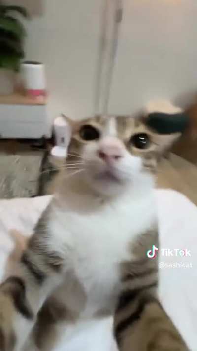 Freakus