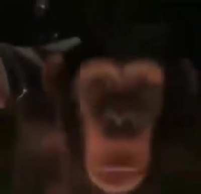 Why do you have a monkey at the campfire