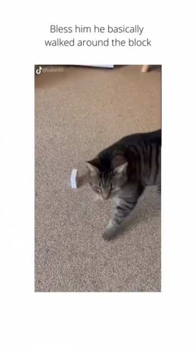 How to track your cat 😼