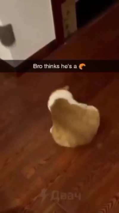 Bro thinks he&rsquo;s a rolypoly