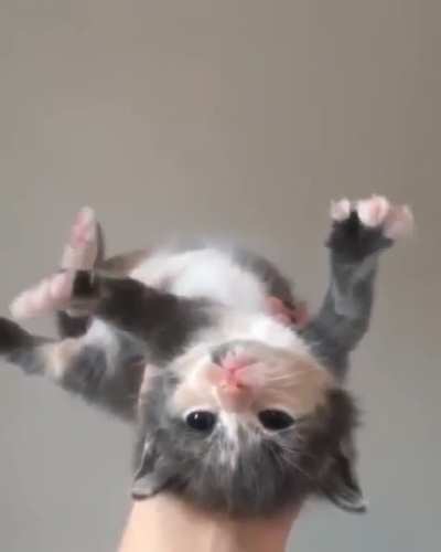iNNoCeNt spACe KiTTeN fuCkiNg JETTiS0Ned 0uT tHe AiRL0cK