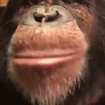 CHUNKE MONKE