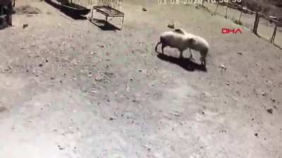 Amasya'da iki ko&ccedil; tokuşarak hayatını kaybetti :(