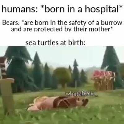 Run you fool