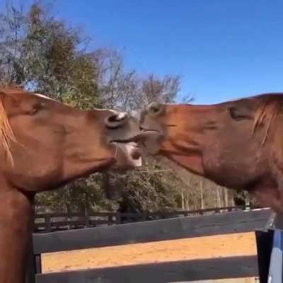 Just horsin&rsquo; around