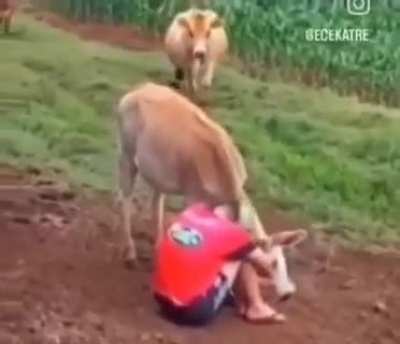 This farmer is sad, and first, dogs try to cheer him. When they can't, they call cows &amp; donkeys