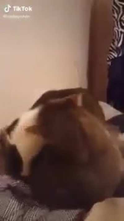 Cat bites another cat