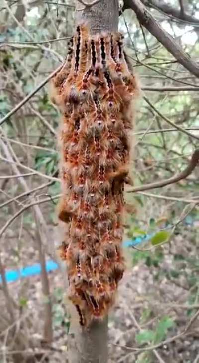 Cape lappet caterpillars responding to sound, a defense mechanism against parasitic wasps