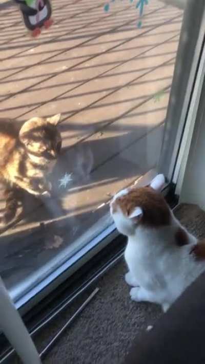 Nemo doesn&rsquo;t like the outside stray