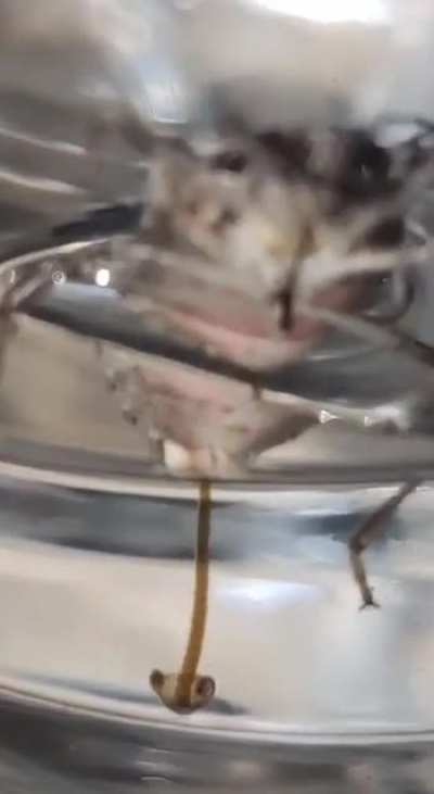 JERRY