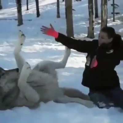 Grey wolf transforms into a good boy when he is visited by the people that helped raise their pack