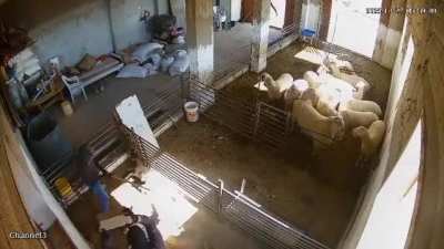 Settlers filmed torturing lambs in a Palestinian-owned pen in the West Bank